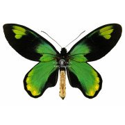 ORNITHOPTERA VICTORIAE VICTORIAE